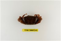 藏品(弧邊管招潮蟹)的圖片